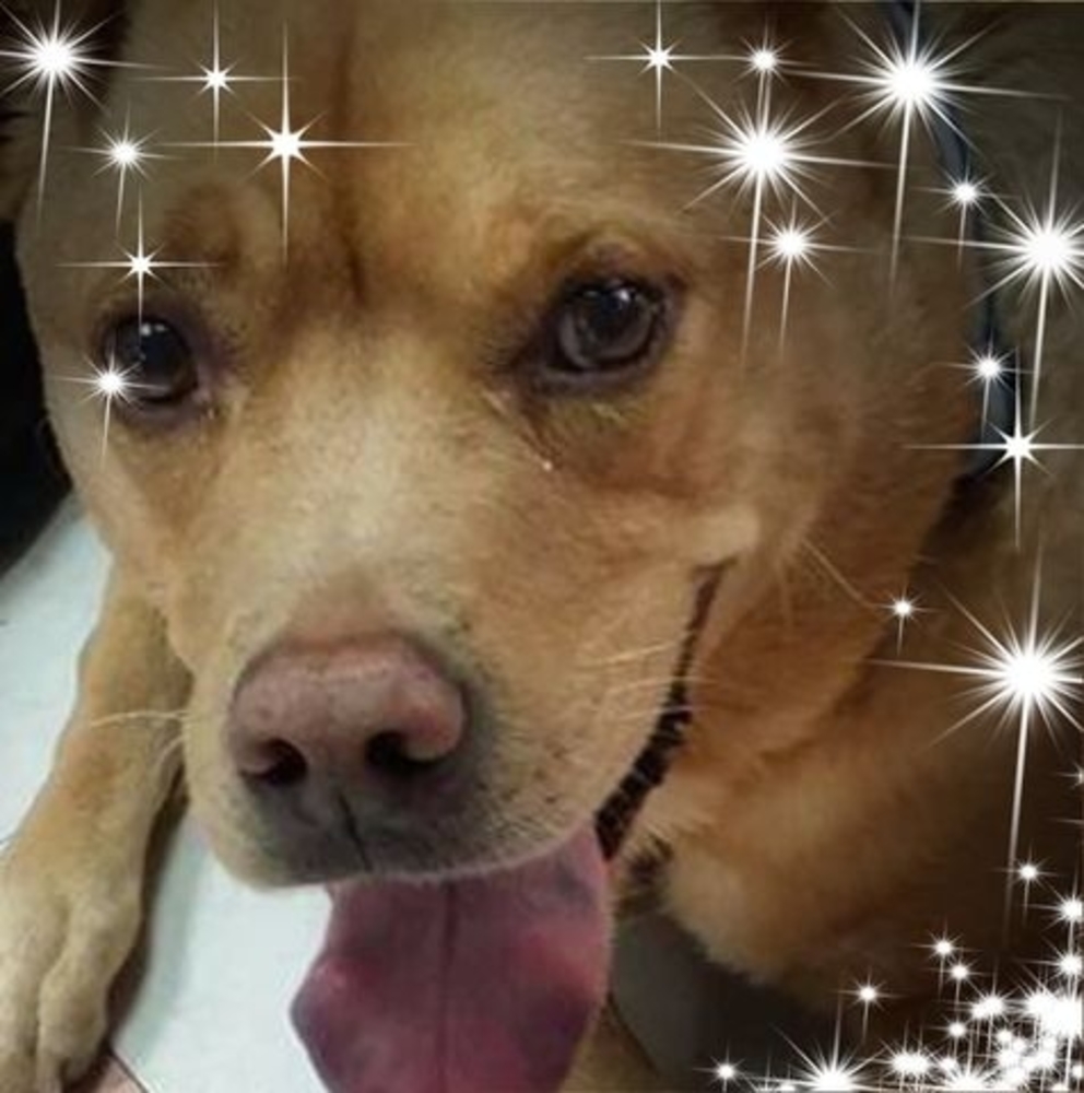 Meet your Posher, Ina